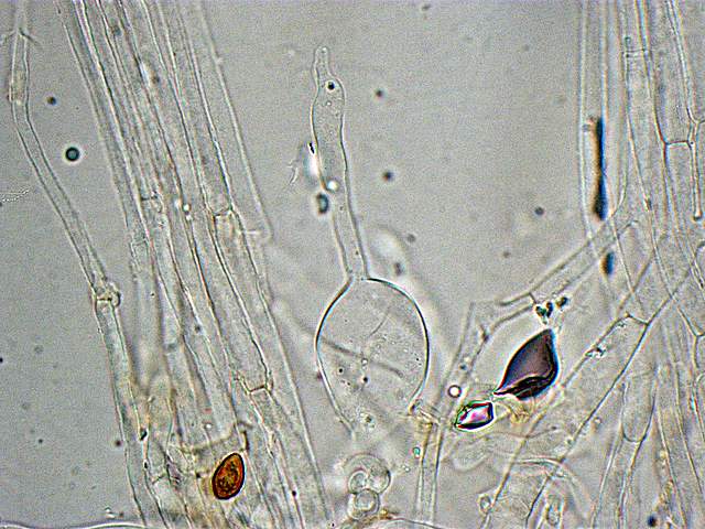 Galerina spec.  Cod.: 0260-07